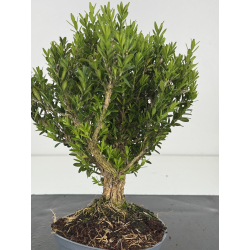 Buxus -boj- harlandii I-8520 view 2