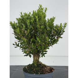 Buxus -boj- harlandii I-8520 view 3