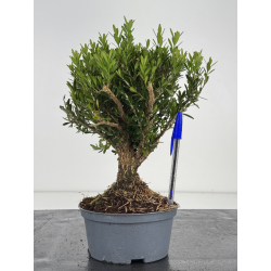 Buxus -boj- harlandii I-8520