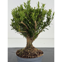 Buxus -boj- harlandii I-8520 view 2