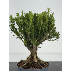 Buxus -boj- harlandii I-8520 view 3