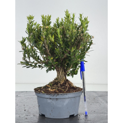Buxus -boj- harlandii I-8522