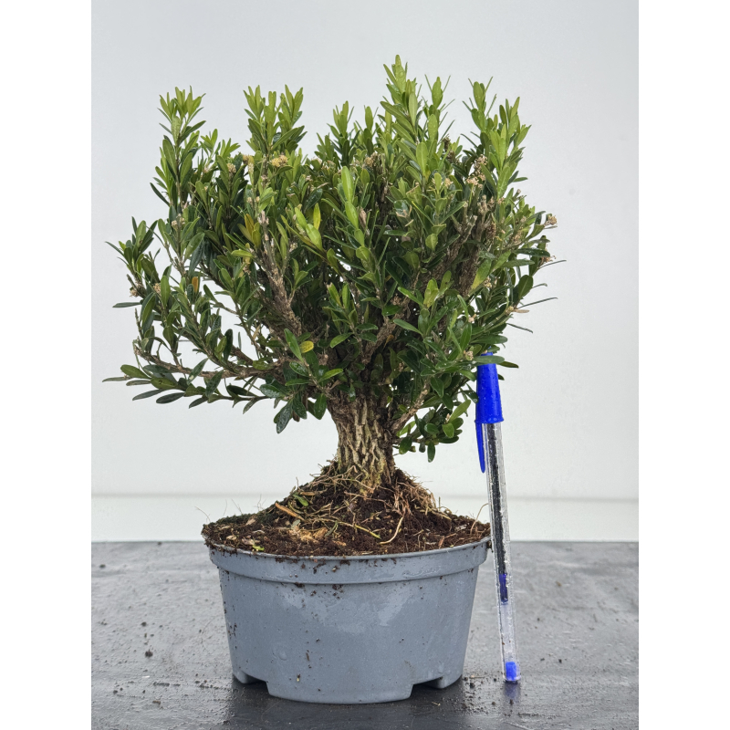 Buxus -boj- harlandii I-8522