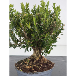 Buxus -boj- harlandii I-8522 view 2