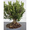 Buxus -boj- harlandii I-8522 vista 2