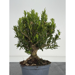 Buxus -boj- harlandii I-8522 view 3