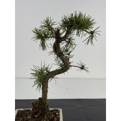 Pinus sylvestris I-8524 view 2