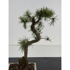 Pinus sylvestris -pino s- europeo- I-8524 vista 2