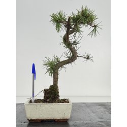Pinus sylvestris I-8524