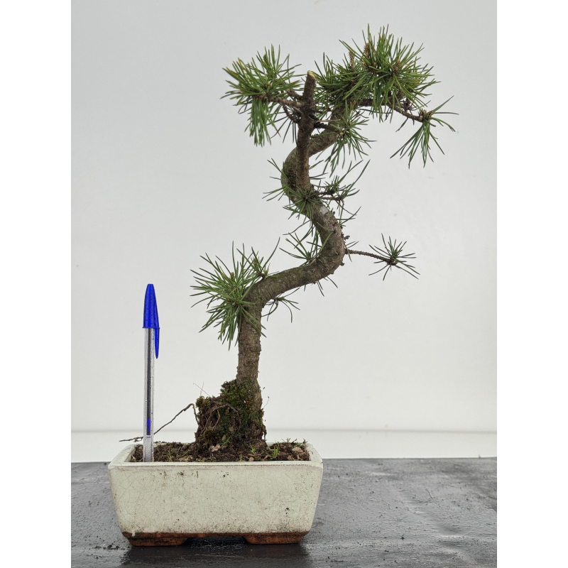 Pinus sylvestris I-8524