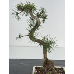 Pinus sylvestris -pino s- europeo- I-8524 vista 3