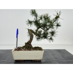 Pinus sylvestris I-8526