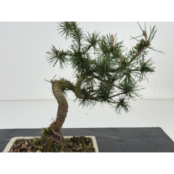 Pinus sylvestris I-8526 view 2