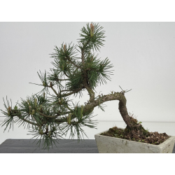 Pinus sylvestris I-8526 view 3