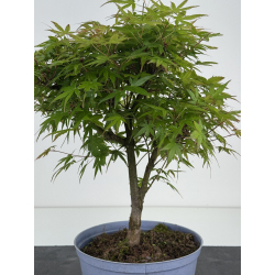 Acer palmatum yamamomiji I-8529 vista 2