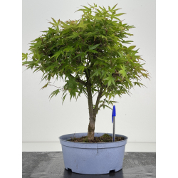 Acer palmatum yamamomiji I-8529