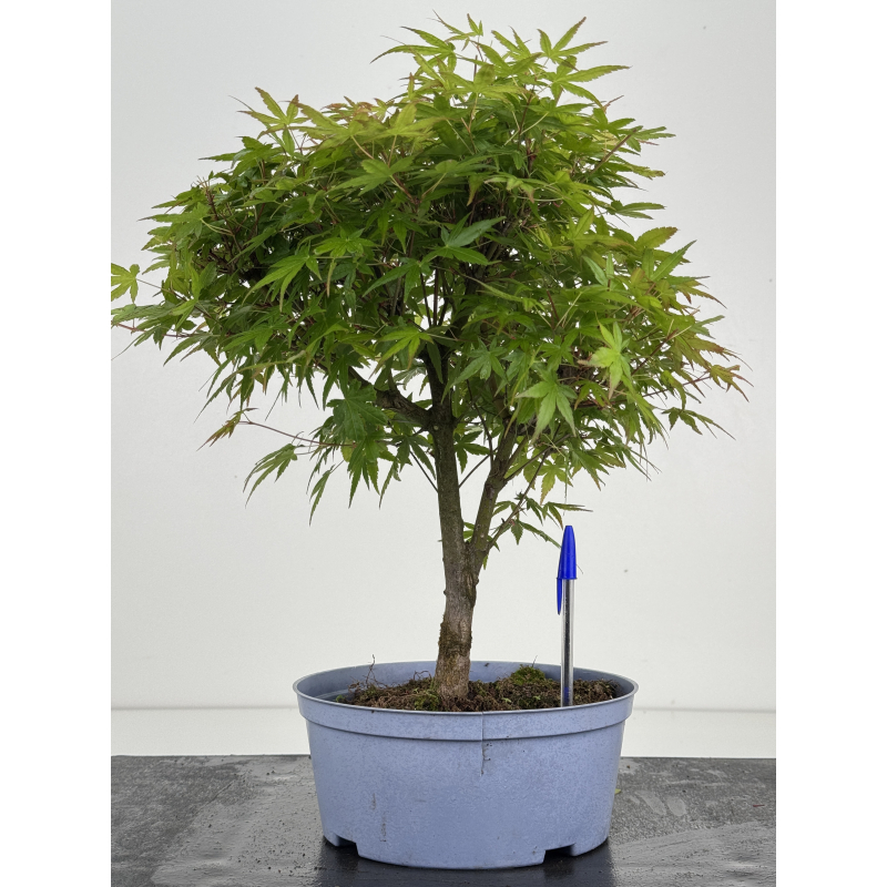 Acer palmatum yamamomiji I-8529