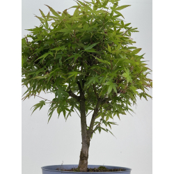 Acer palmatum yamamomiji I-8529 vista 3