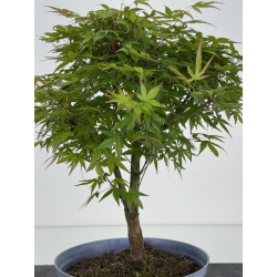 Acer palmatum yamamomiji I-8529 vista 4