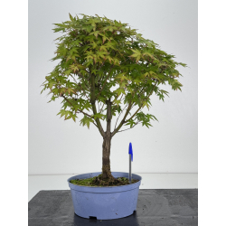 Acer palmatum yamamomiji I-8530