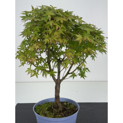Acer palmatum yamamomiji I-8530 vista 2