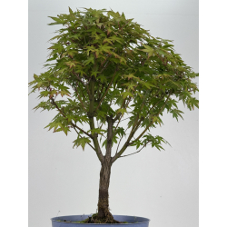 Acer palmatum yamamomiji I-8530 vista 3