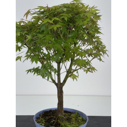 Acer palmatum yamamomiji I-8530 vista 4
