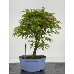 Acer palmatum yamamomiji I-8531