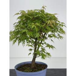 Acer palmatum yamamomiji I-8531 vista 2