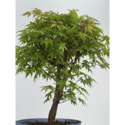 Acer palmatum yamamomiji I-8531 vista 3
