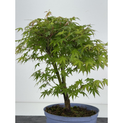 Acer palmatum yamamomiji I-8531 vista 4