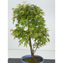 Acer palmatum yamamomiji I-8532 vista 2
