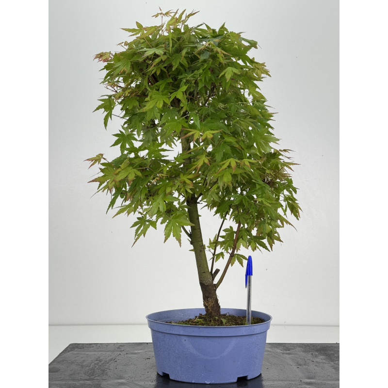 Acer palmatum yamamomiji I-8532