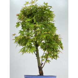 Acer palmatum yamamomiji I-8532 vista 3