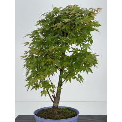 Acer palmatum yamamomiji I-8532 vista 4