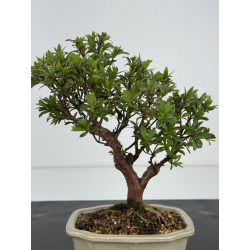 Azalea I-8534 view 2