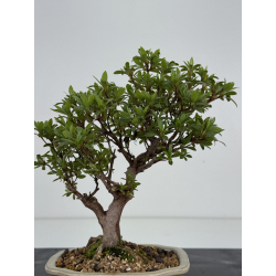 Azalea I-8534 view 3