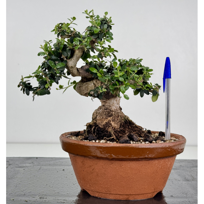 Olea europaea sylvestris -olivo acebuche- I-8535