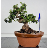 Olea europaea sylvestris -olivo acebuche- I-8535