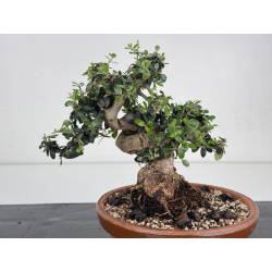 Olea europaea sylvestris -olivo acebuche- I-8535 vista 2