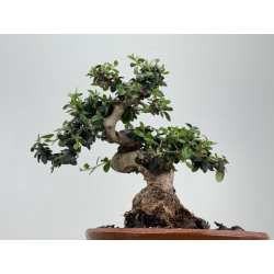 Olea europaea sylvestris I-8535 view 3