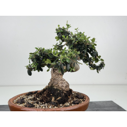 Olea europaea sylvestris -olivo acebuche- I-8535 vista 4