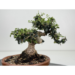 Olea europaea sylvestris -olivo acebuche- I-8535 vista 5