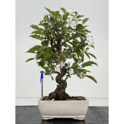 Malus -manzano- I-8536