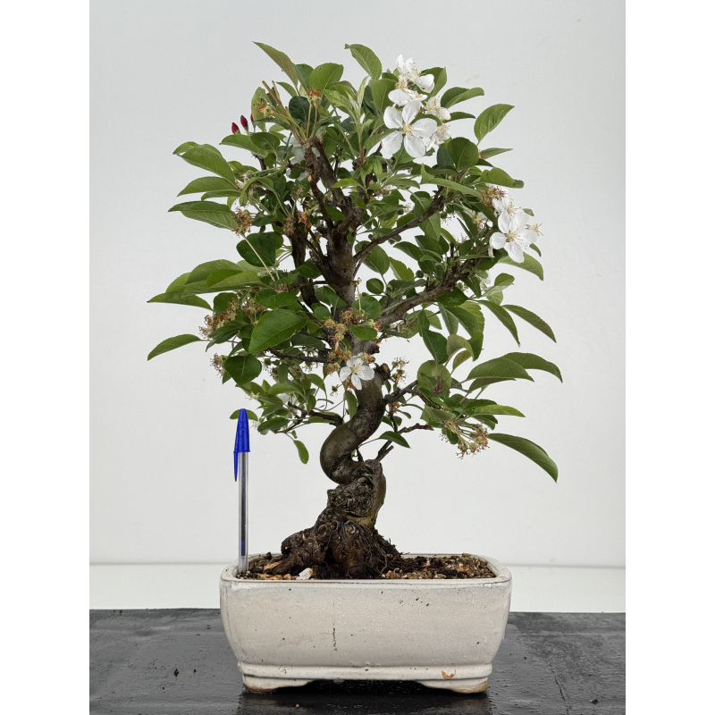 Malus -manzano- I-8536