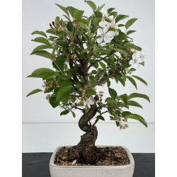 Malus -manzano- I-8536 vista 2