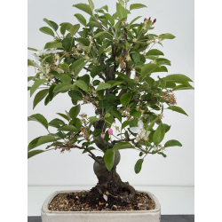 Malus -manzano- I-8536 vista 3