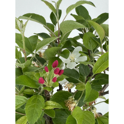 Malus -manzano- I-8536 vista 4