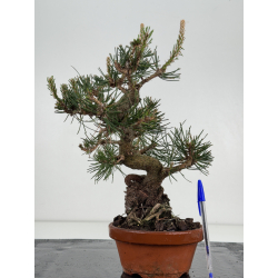 Pinus thunbergii -pino negro japonés- I-8537
