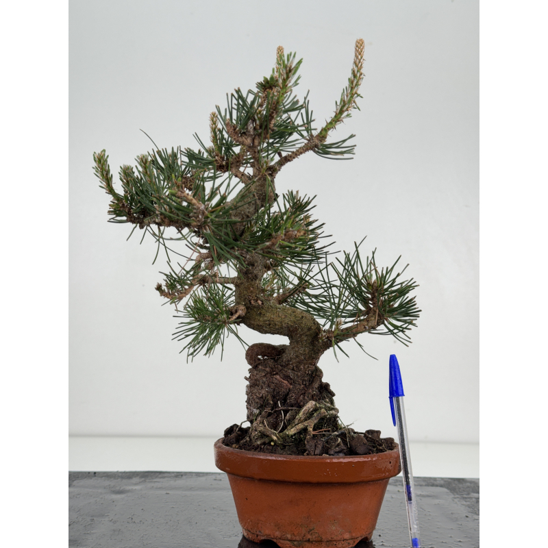 Pinus thunbergii  I-8537
